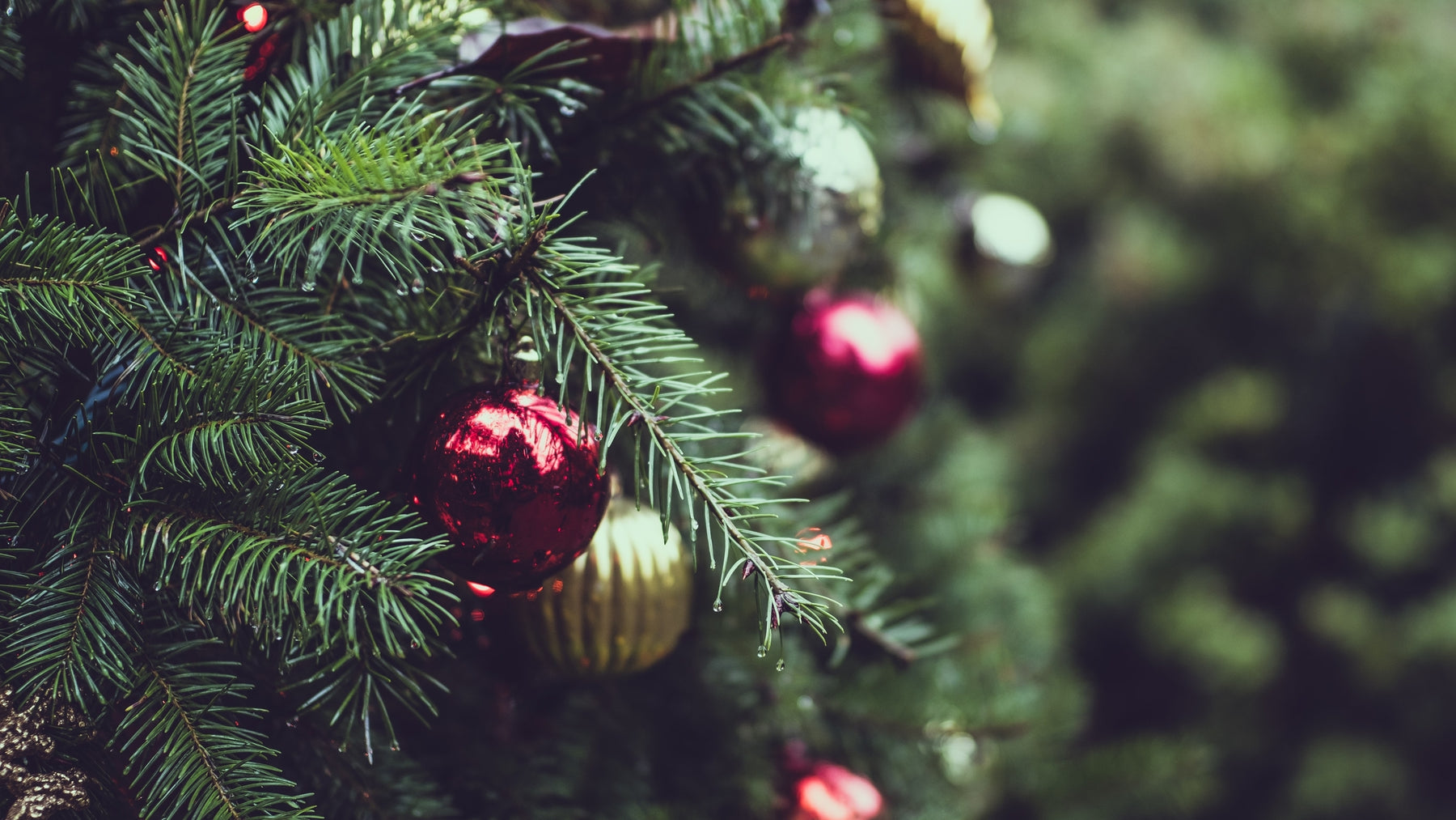 4 Unique Japanese Christmas Traditions 